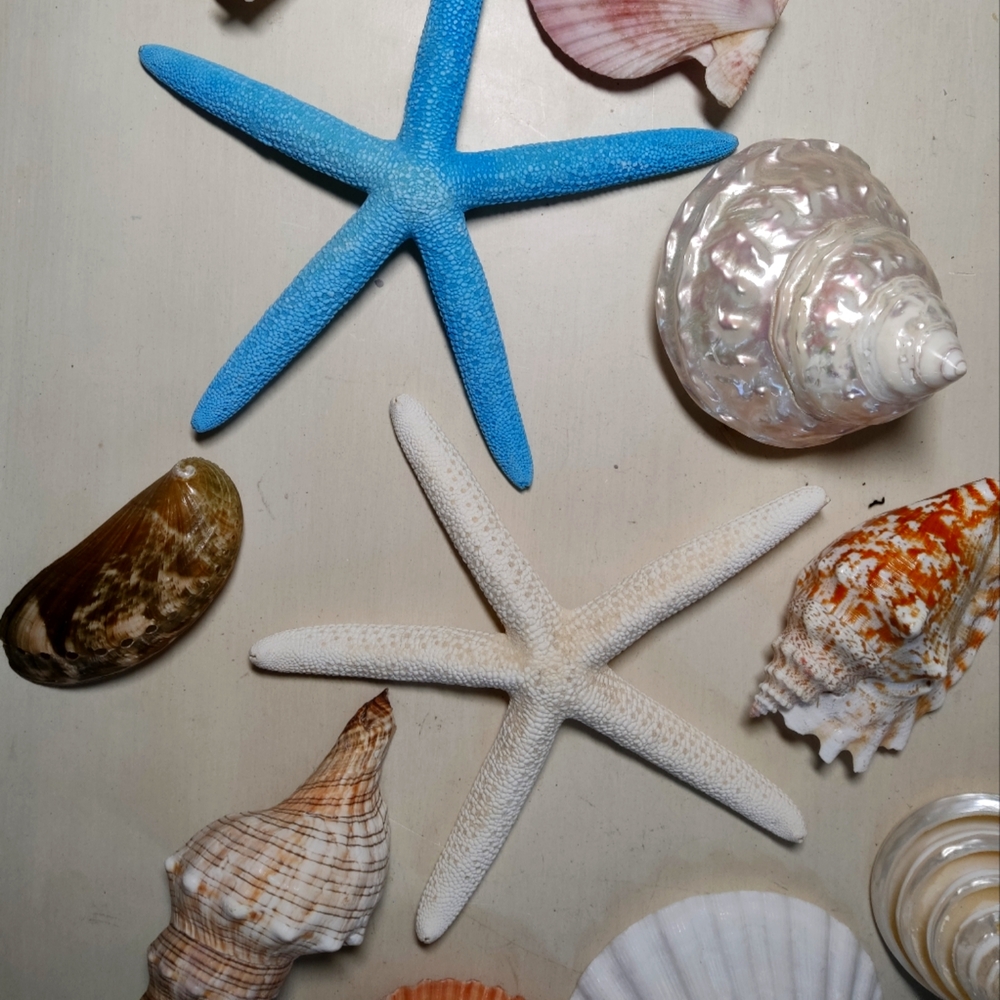 Assorted Seashell and Starfish Collection - Picture 3 of 6